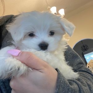 Meet your Posher, Monica